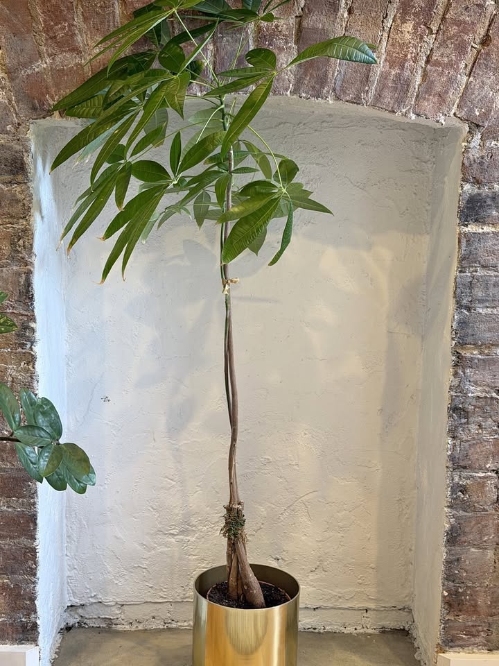 Money Tree 4ft high