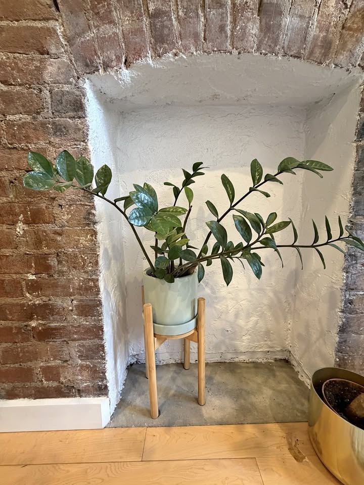 ZZ Plant potted from the Sill