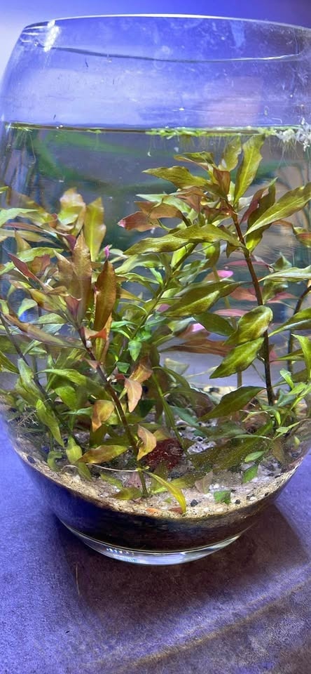 2 for $1 aquatic plants!
