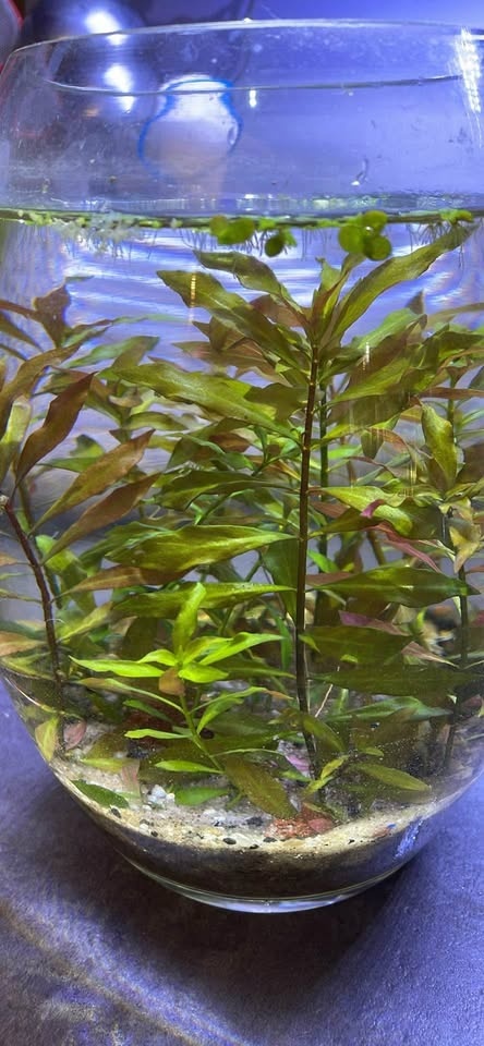 2 for $1 aquatic plants! - photo 2