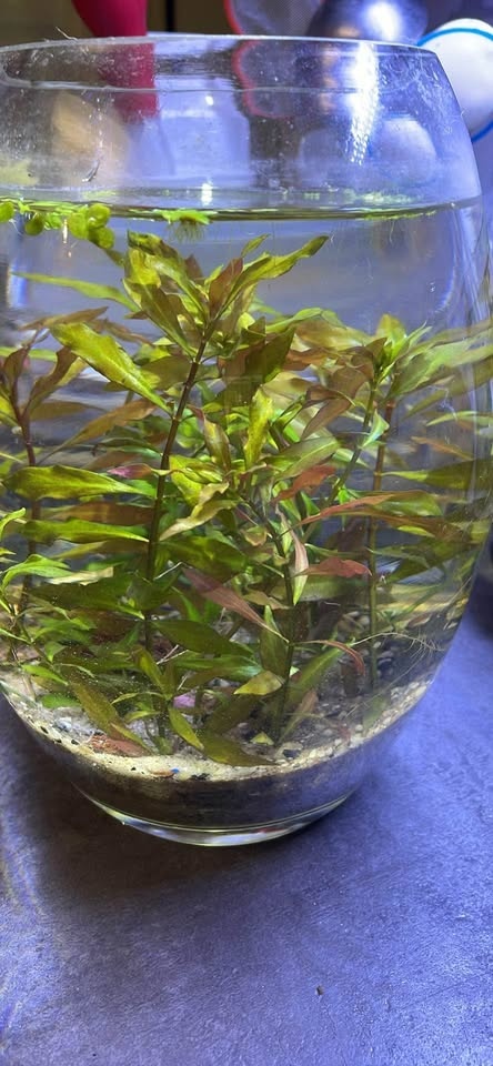 2 for $1 aquatic plants! - photo 3