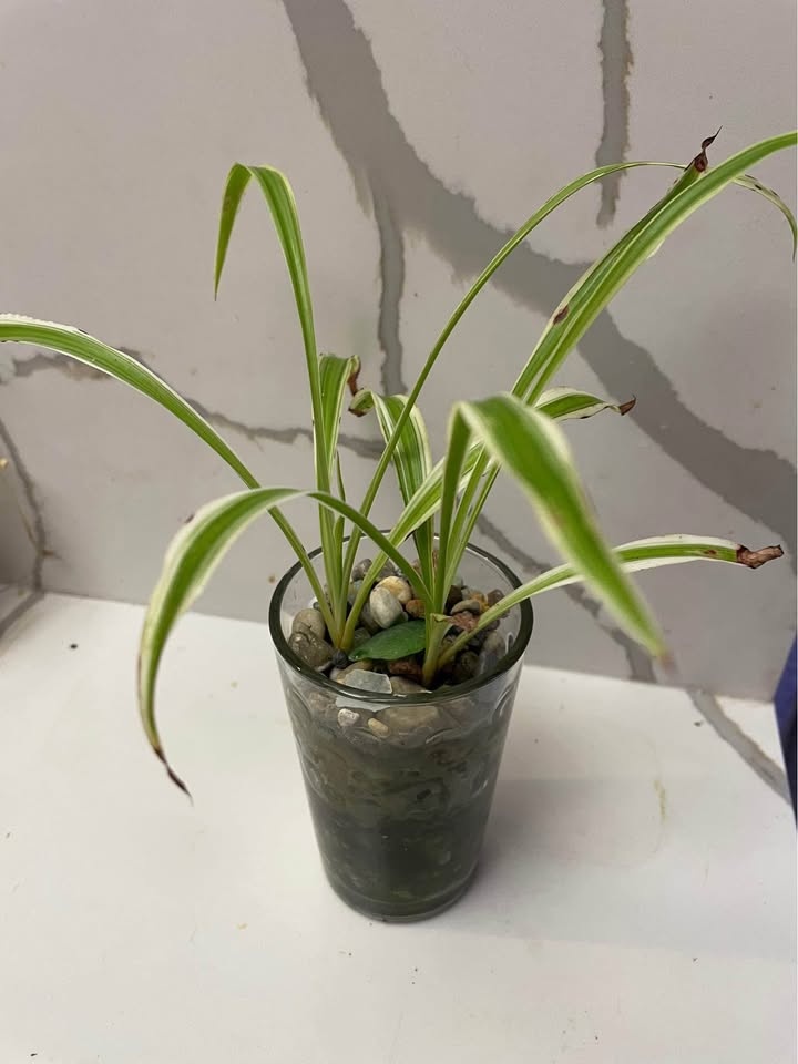 Spider plant grows in water - photo 2