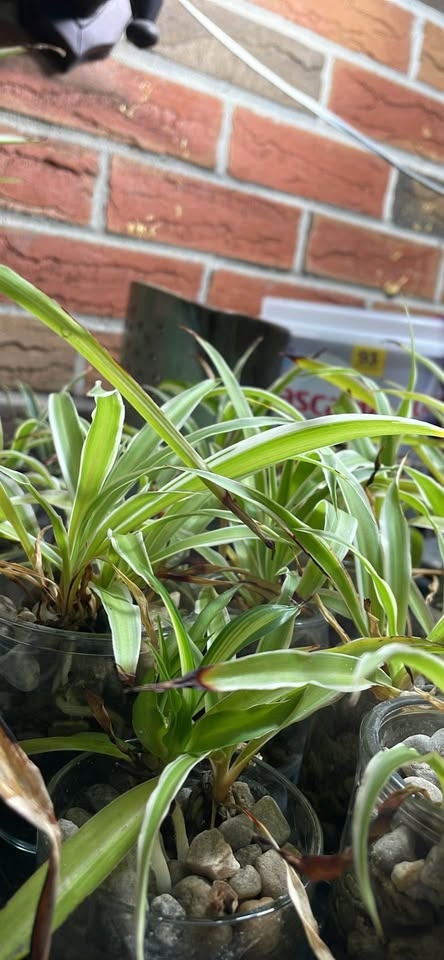 Spider plant grows in water - photo 4