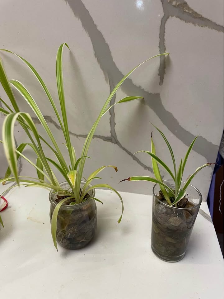 Spider plant grows in water - photo 5