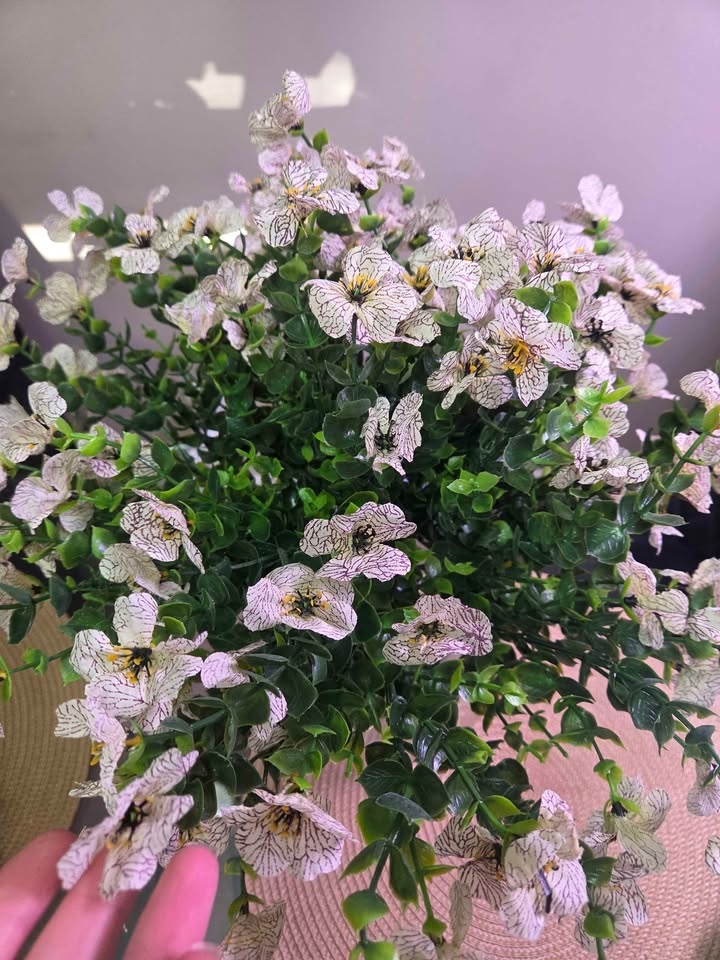Petunia, 1 plant — $4 - photo 2
