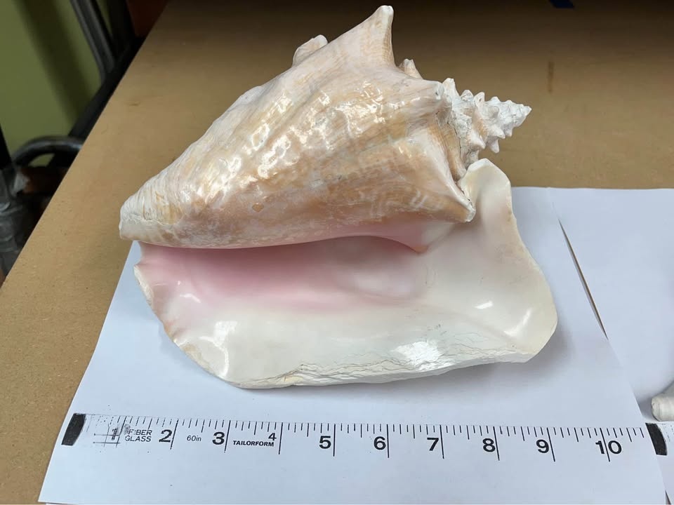 Large Conch Shell - photo 2