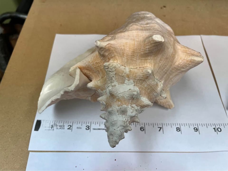 Large Conch Shell - photo 3