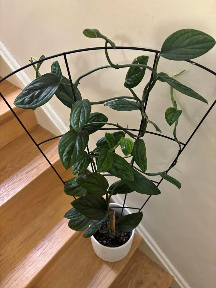 Monstera Peru Mature Trellis