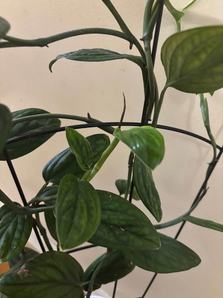 Monstera Peru Mature Trellis - photo 2