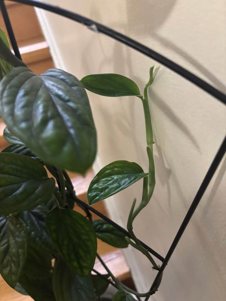 Monstera Peru Mature Trellis - photo 3
