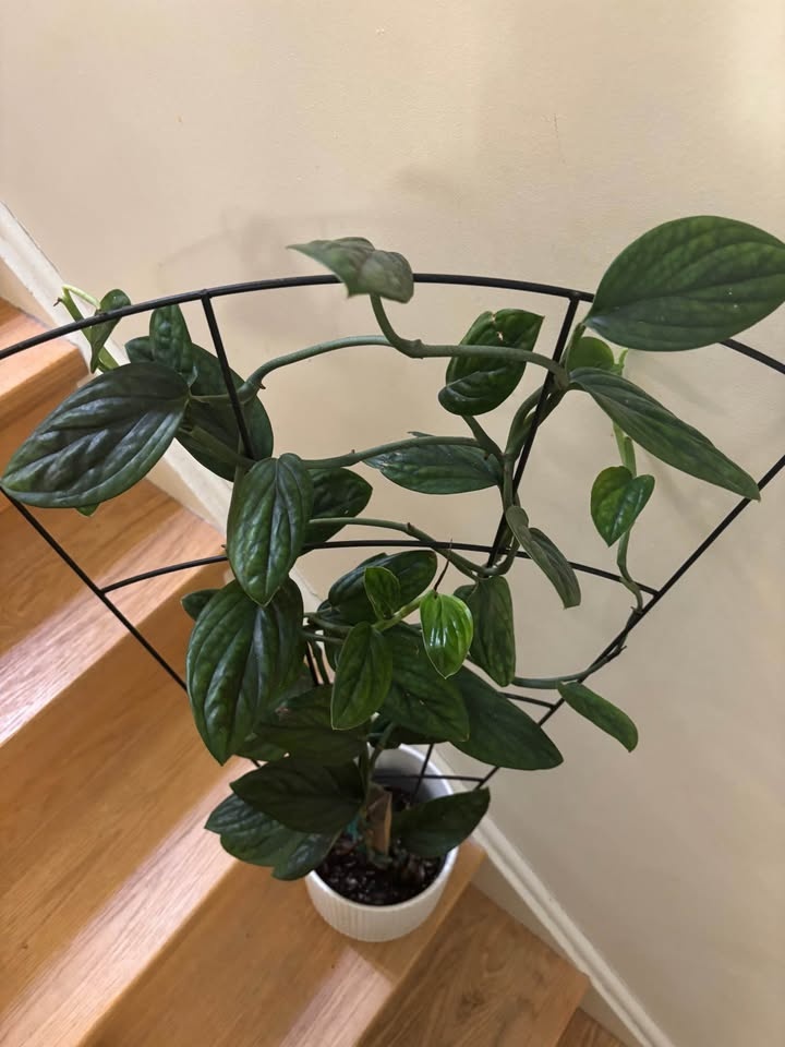 Monstera Peru Mature Trellis - photo 4