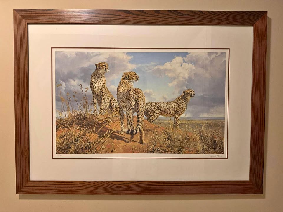 Framed Cheetah Trio Print by Donald Grant (48x34in)