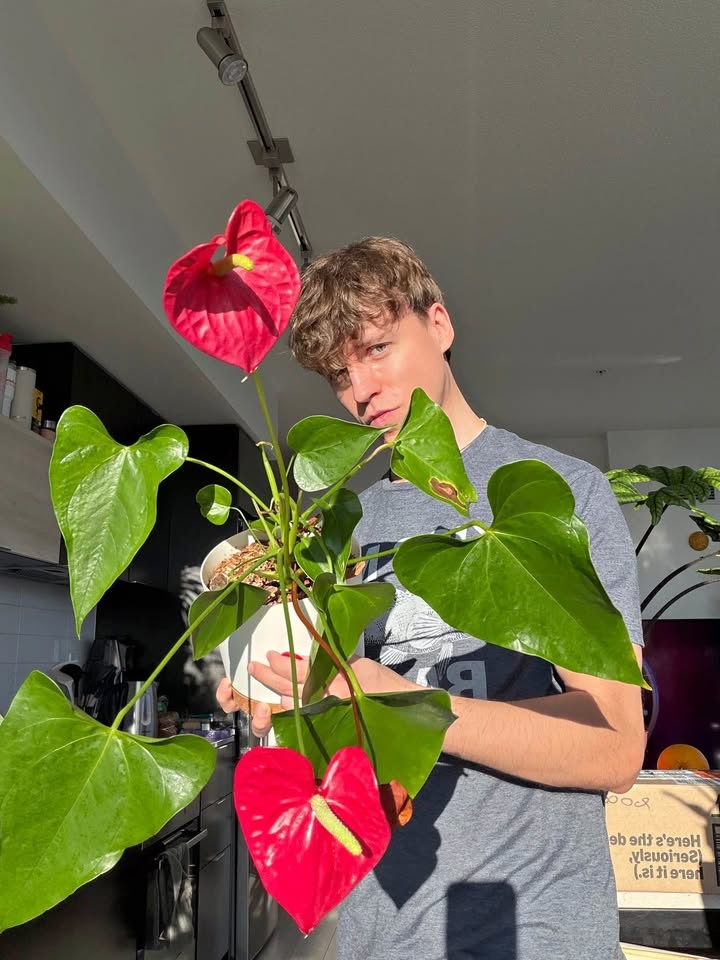 Beautiful Flamingo Flower Or Pigtails Anthurium