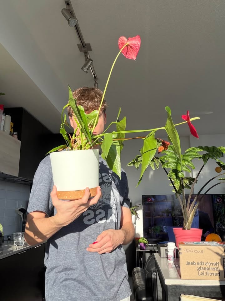 Beautiful Flamingo Flower Or Pigtails Anthurium - photo 2