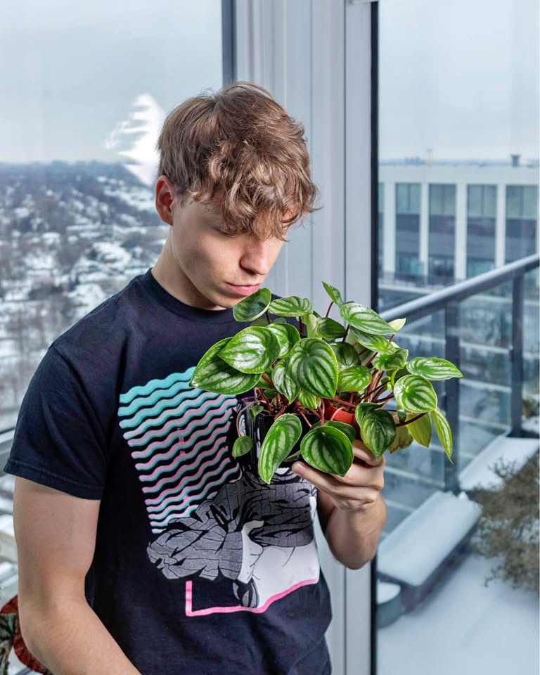 Peperomia argyreia, or Watermelon Peperomia