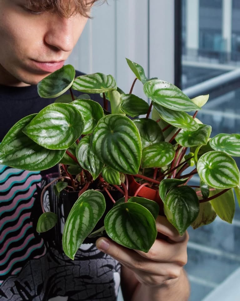 Peperomia argyreia, or Watermelon Peperomia - photo 2