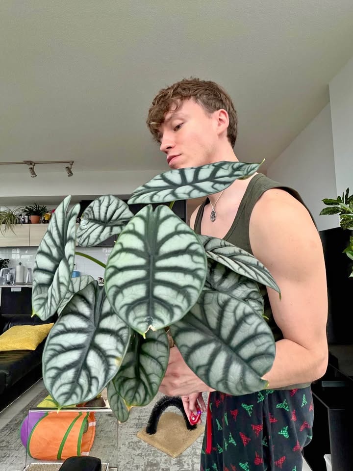 Large Alocasia Silver Dragon, semi hydro in a vase