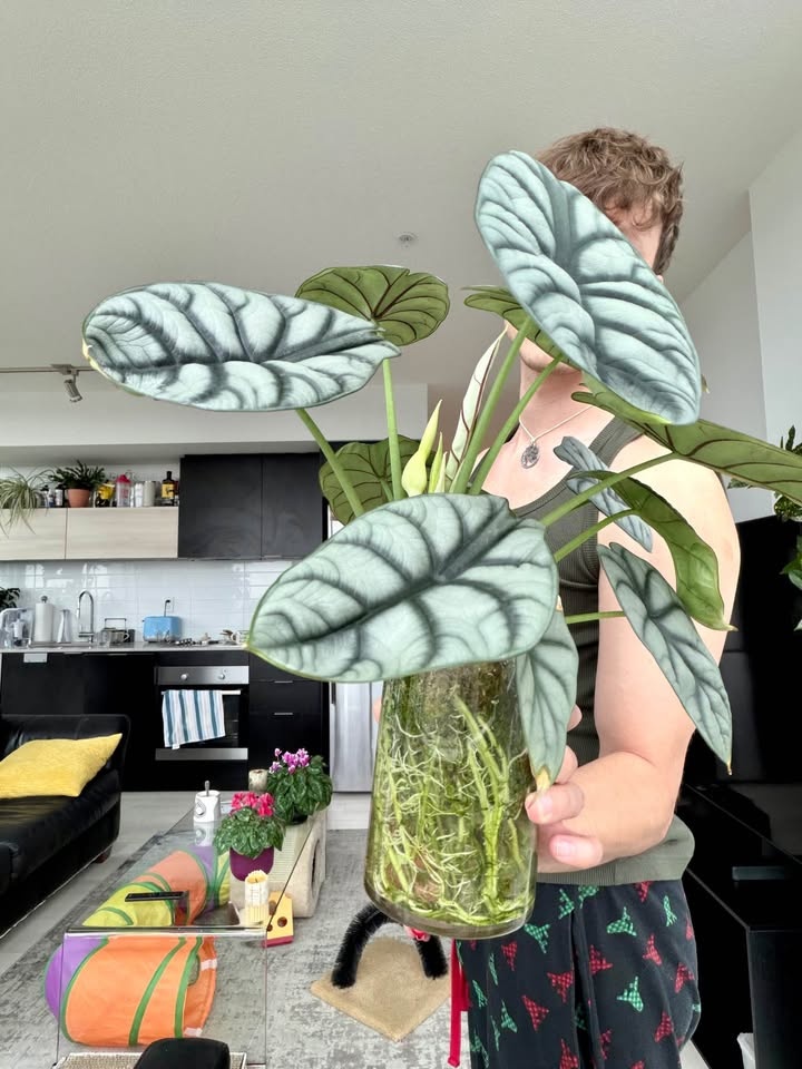 Large Alocasia Silver Dragon, semi hydro in a vase - photo 2