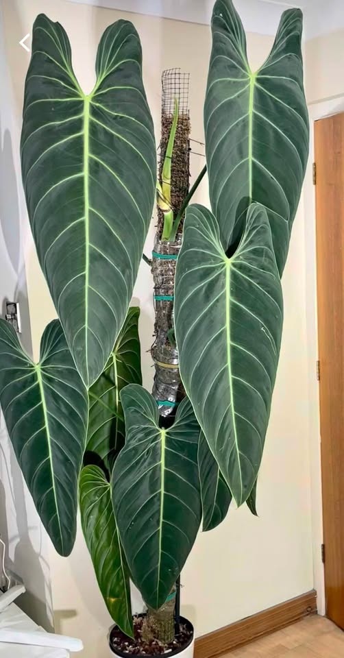Philodendron melanochrysum