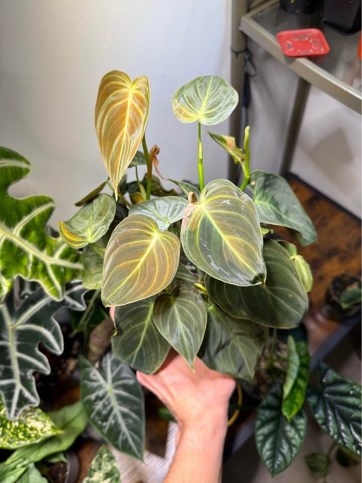 Philodendron melanochrysum - photo 2