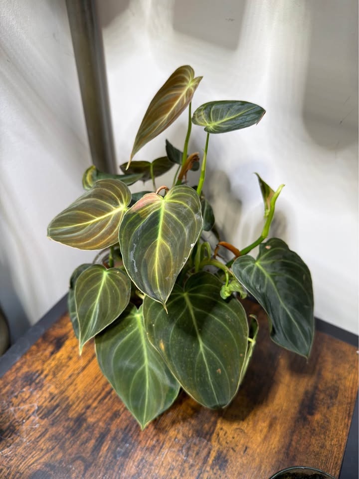 Philodendron melanochrysum - photo 3