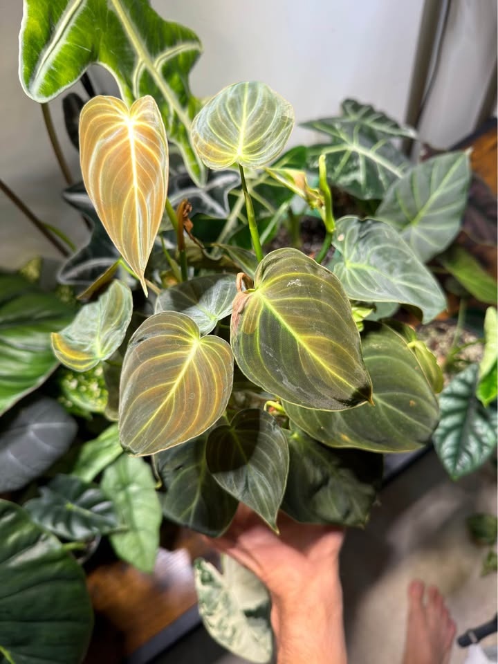 Philodendron melanochrysum - photo 4