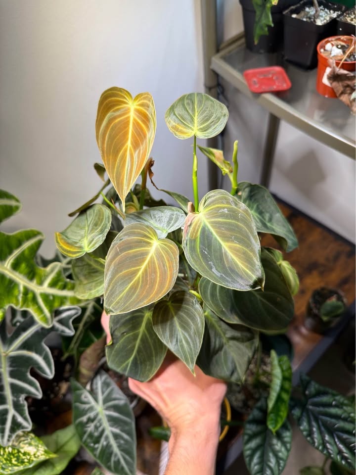 Philodendron melanochrysum - photo 5