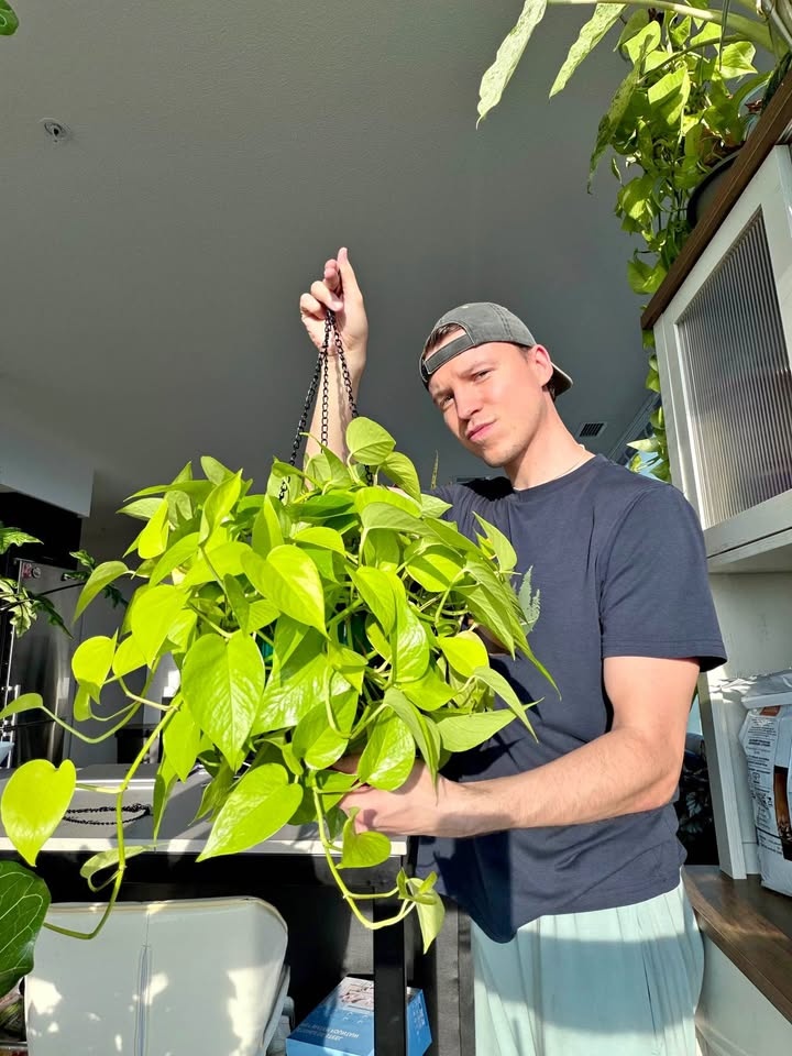 Neon pothos in a hanging self watering pot