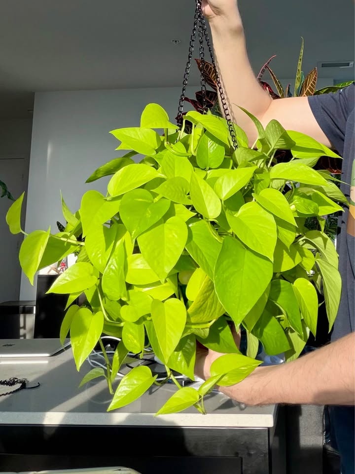 Neon pothos in a hanging self watering pot - photo 2