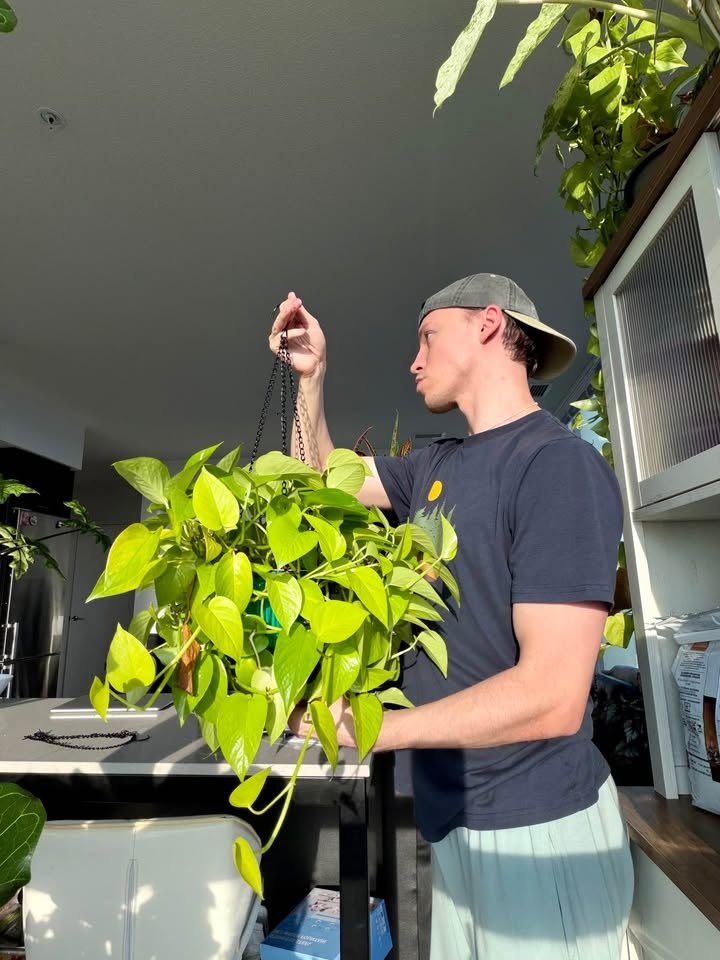 Neon pothos in a hanging self watering pot - photo 3