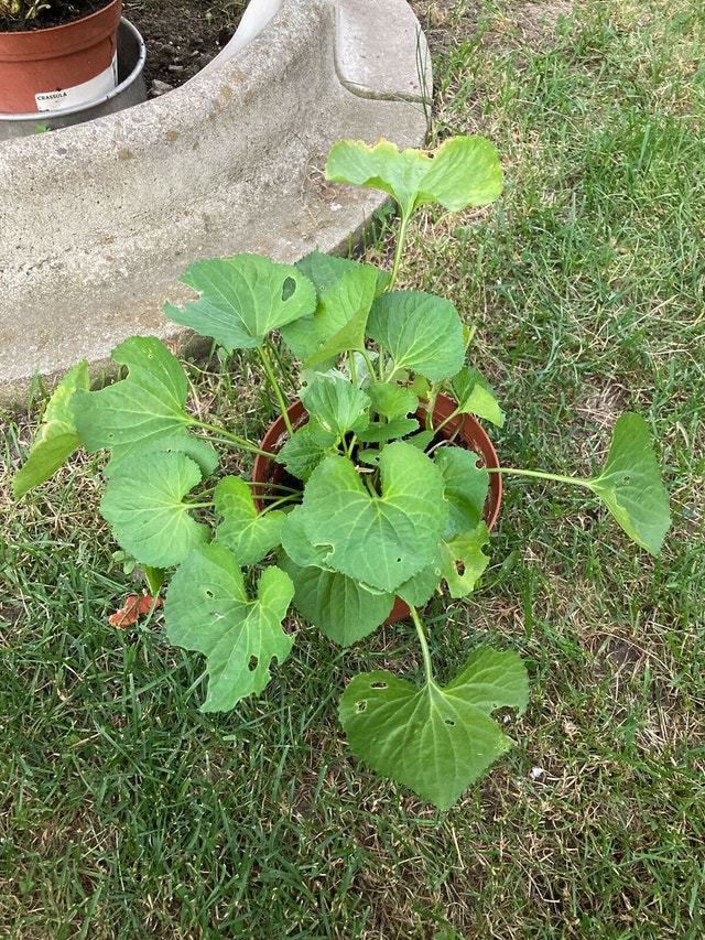 Outdoor violets