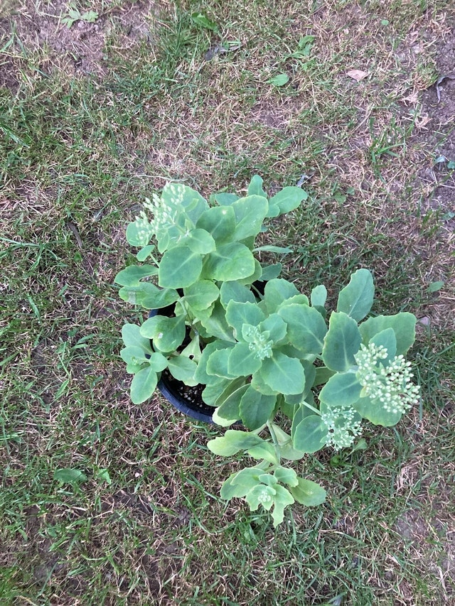 Autumn Joy’ Stonecrop Sedum ‘Autumn Joy’
