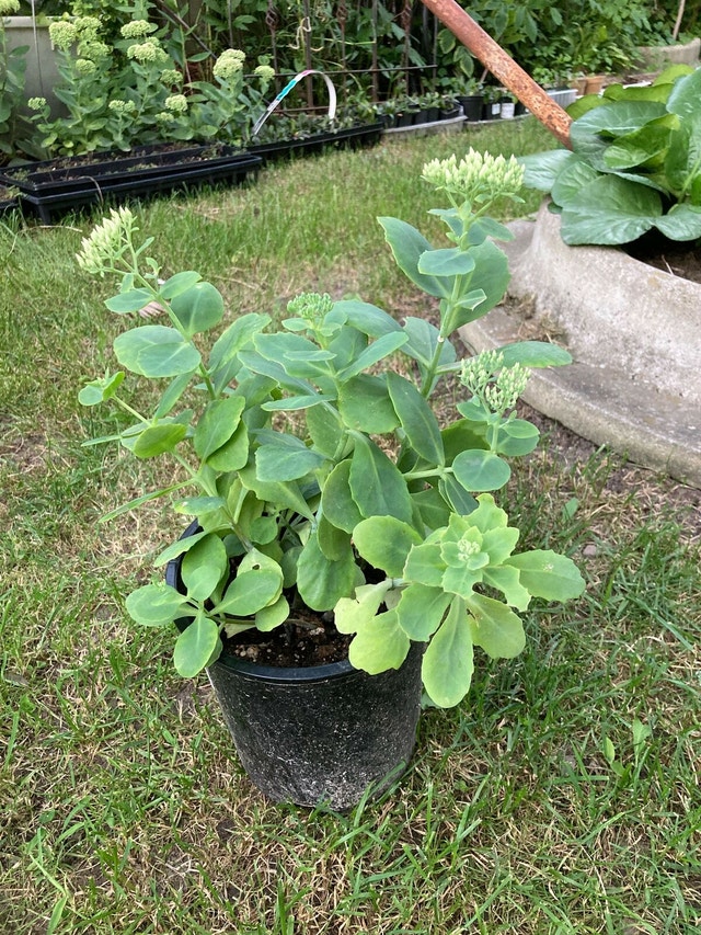 Autumn Joy’ Stonecrop Sedum ‘Autumn Joy’ - photo 2