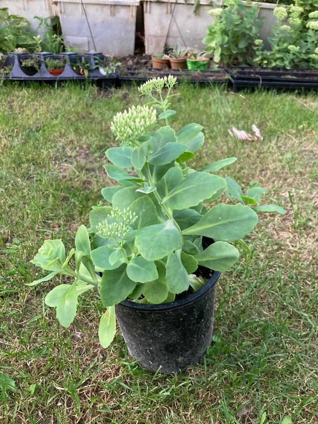 Autumn Joy’ Stonecrop Sedum ‘Autumn Joy’ - photo 3