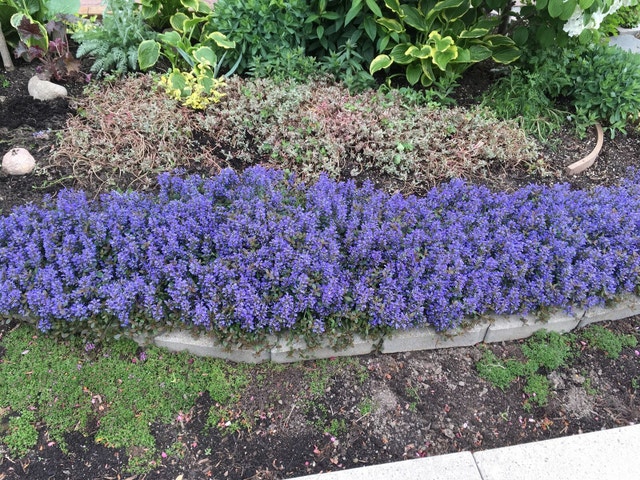 Bugelweed Chocolate Chip Bugleweed Ajuga