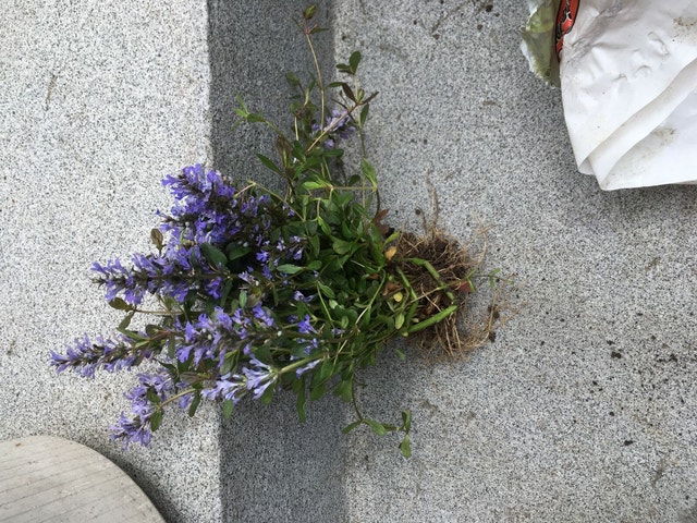 Bugelweed Chocolate Chip Bugleweed Ajuga - photo 2