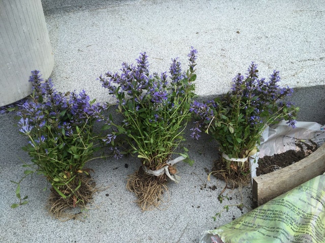 Bugelweed Chocolate Chip Bugleweed Ajuga - photo 3
