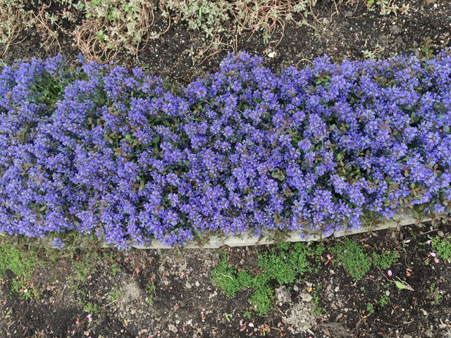 Bugelweed Chocolate Chip Bugleweed Ajuga - photo 4
