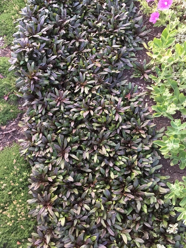 Bugelweed Chocolate Chip Bugleweed Ajuga - photo 5