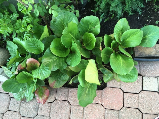Plants Bergenia cordifolia 'Winter Glow' (Heartleaf - photo 2