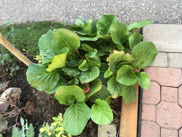 Plants Bergenia cordifolia 'Winter Glow' (Heartleaf - photo 3
