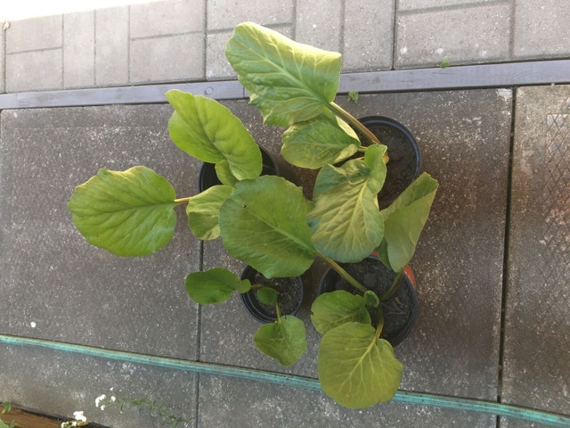 Plants Bergenia cordifolia 'Winter Glow' (Heartleaf - photo 4
