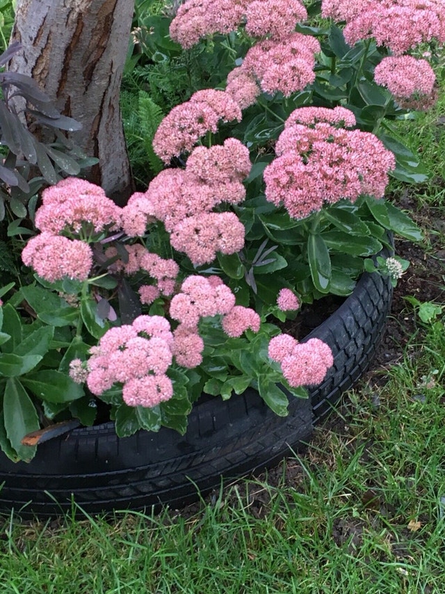 Plants flower flowers