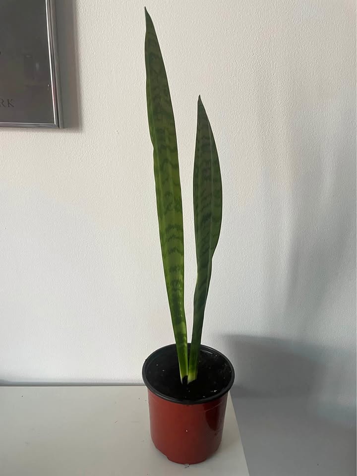 Healthy Snake Plant in Pot