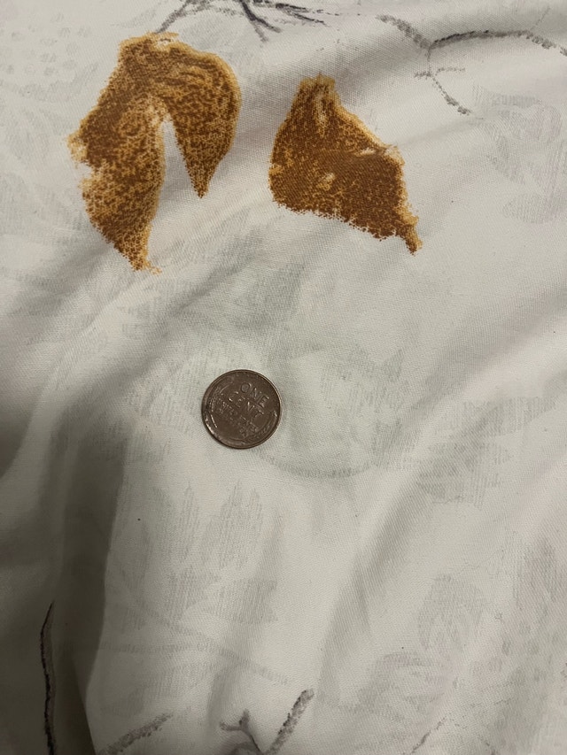 One Cent Coin