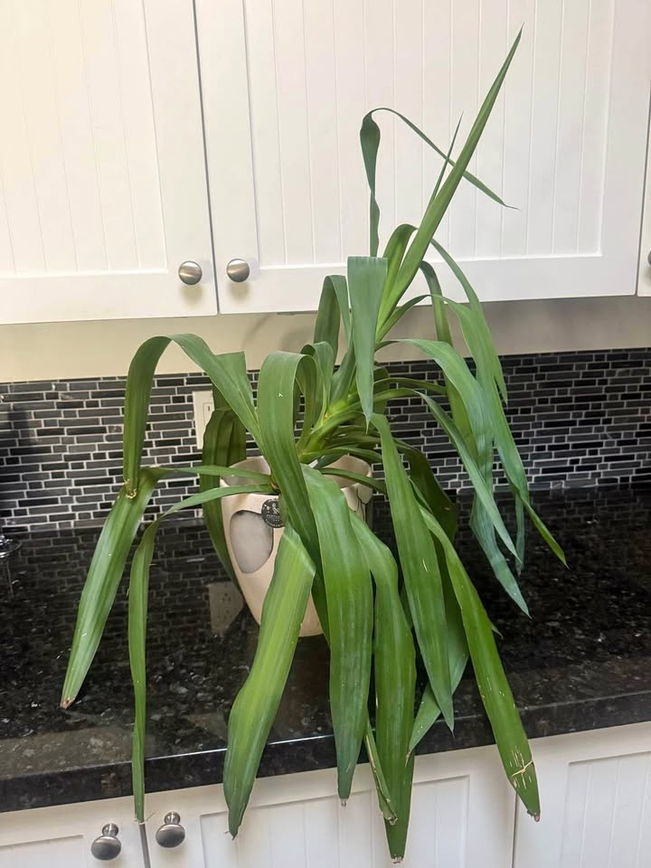 Plant and decorative pot from Portugal