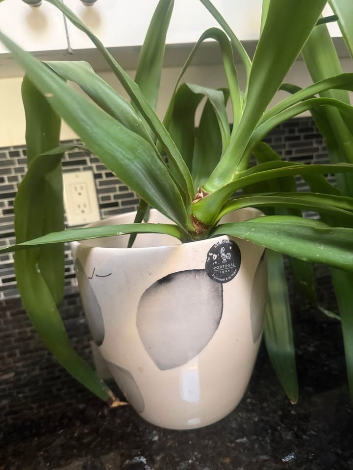 Plant and decorative pot from Portugal - photo 2