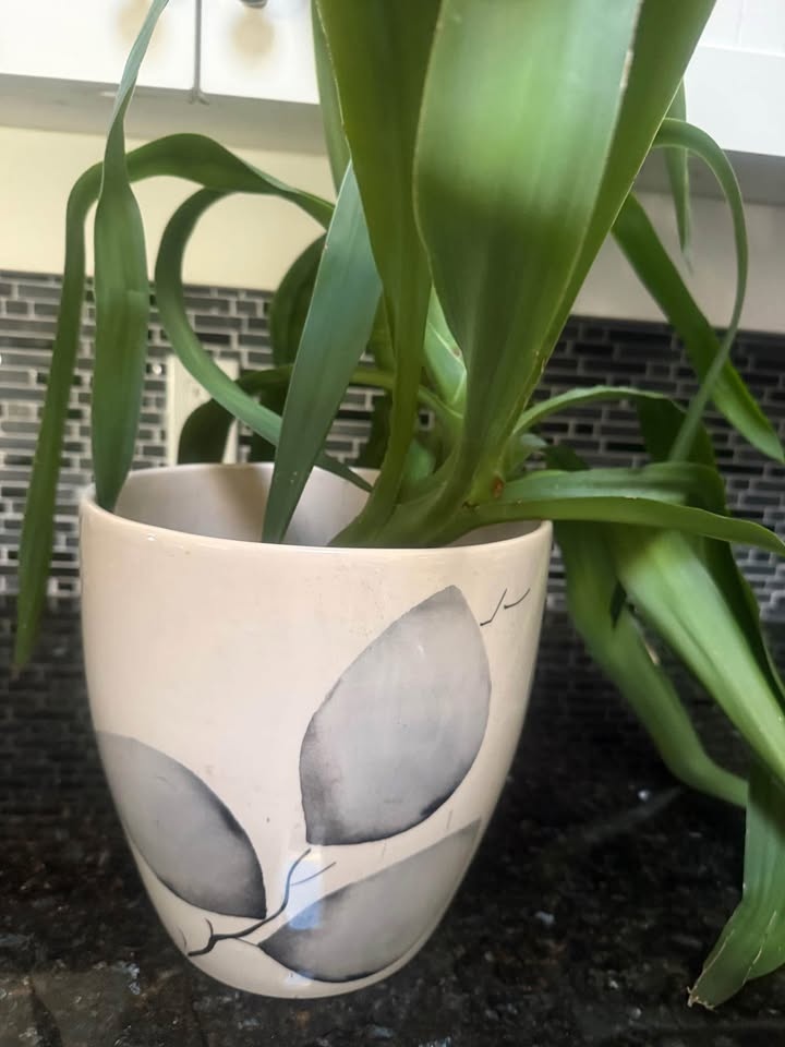 Plant and decorative pot from Portugal - photo 3