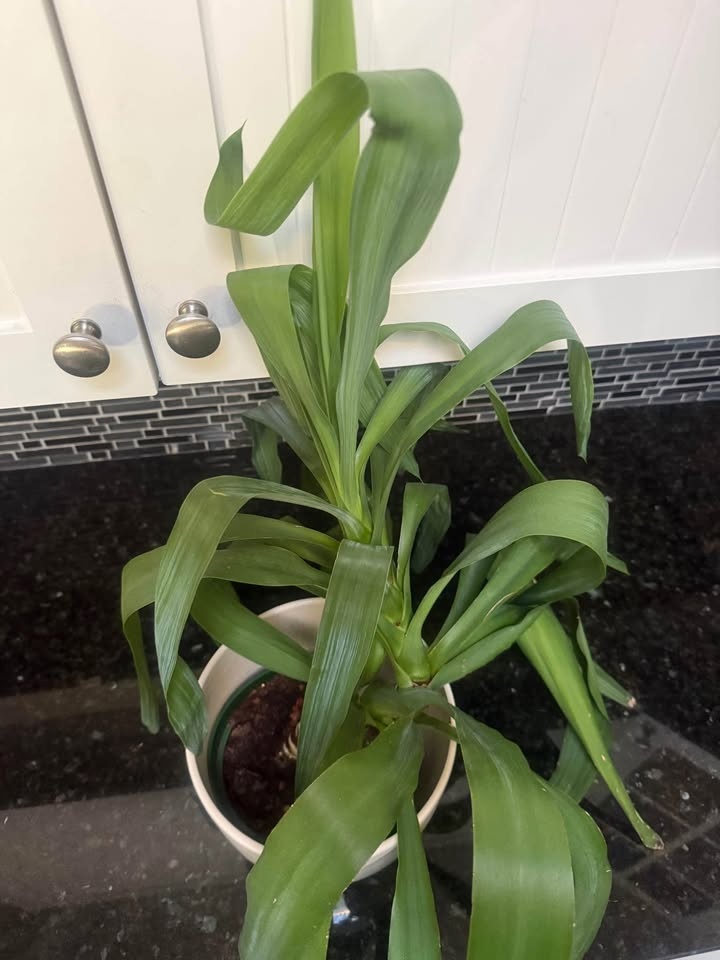 Plant and decorative pot from Portugal - photo 4