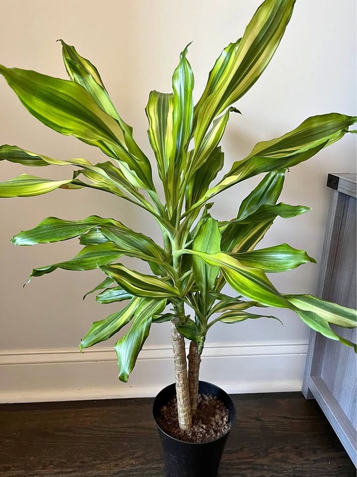 Corn Plant